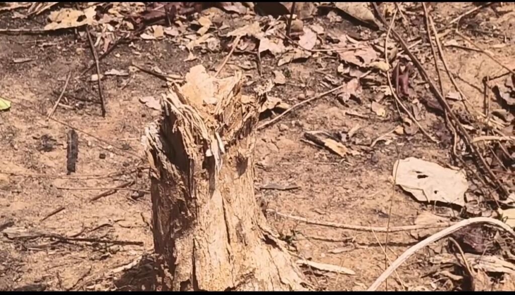 सागौन की अवैध कटाई और पहाड़ों में अवैध उत्खनन से दहशत में ग्रामीण, प्रशासन पर चुप्पी के आरोप 1001974050