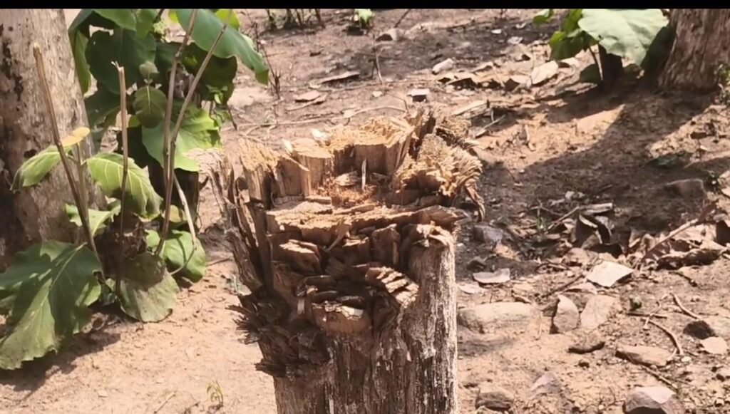 सागौन की अवैध कटाई और पहाड़ों में अवैध उत्खनन से दहशत में ग्रामीण, प्रशासन पर चुप्पी के आरोप 1001974052