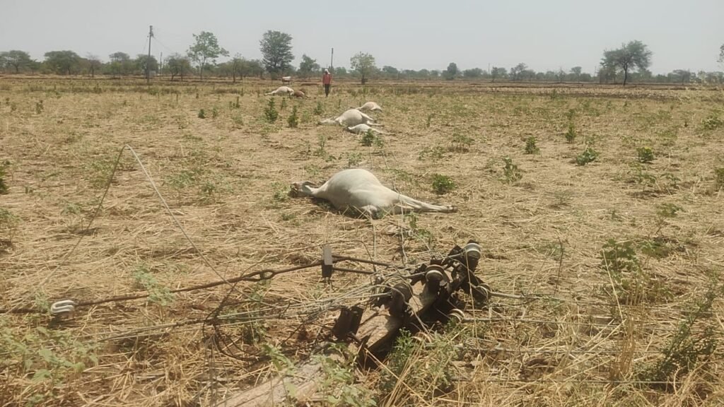 बिजली विभाग की लापरवाही से 15 गायों की दर्दनाक मौत! जर्जर खंभे बने मौत का कारण, मुआवजे और कार्रवाई की उठी मांग 1002076710