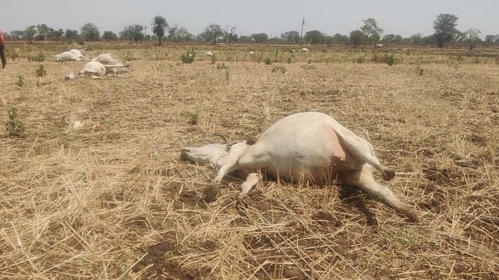 बिजली विभाग की लापरवाही से 15 गायों की दर्दनाक मौत! जर्जर खंभे बने मौत का कारण, मुआवजे और कार्रवाई की उठी मांग 1002076713