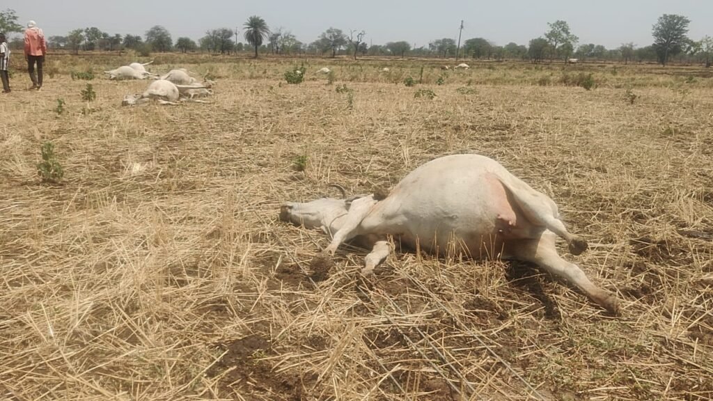 बिजली विभाग की लापरवाही से 15 गायों की दर्दनाक मौत! जर्जर खंभे बने मौत का कारण, मुआवजे और कार्रवाई की उठी मांग 1002076716