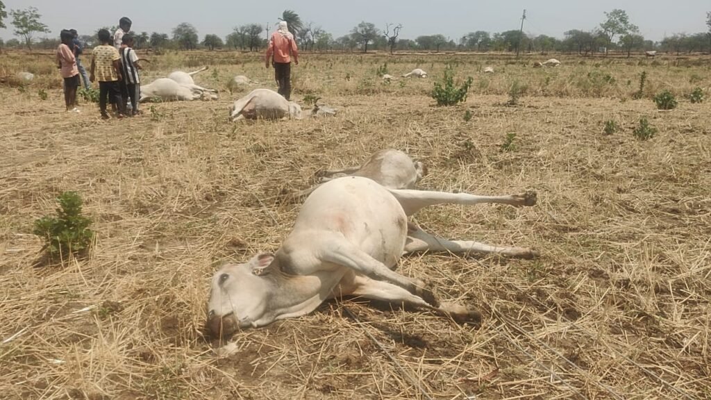 बिजली विभाग की लापरवाही से 15 गायों की दर्दनाक मौत! जर्जर खंभे बने मौत का कारण, मुआवजे और कार्रवाई की उठी मांग 1002076719