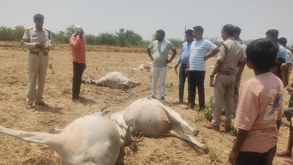 बिजली विभाग की लापरवाही से 15 गायों की दर्दनाक मौत! जर्जर खंभे बने मौत का कारण, मुआवजे और कार्रवाई की उठी मांग 1002076722
