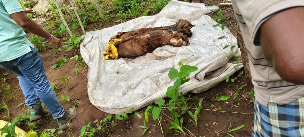 पति-पत्नी की हत्या कर श्मशान में दफनाए शव, एक सप्ताह बाद खुला डबल मर्डर का सनसनीखेज राज 1002079508